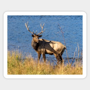 Elk Sticker